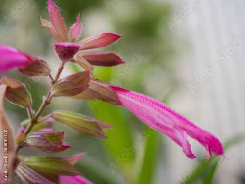 A pink salvia flower blooming in spring