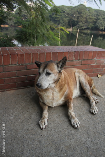 Homeless chubby dog sitting in the park, Stray dog depressingly sitting alone, Abandoned hungry dog on the street photo