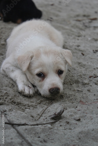 Adorable stray puppies sleeping in the park, Homeless young dogs sleeping peacefully, Abandoned puppies staying roadside