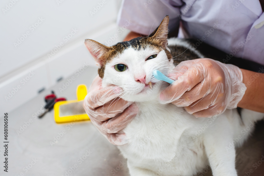Cleaning cat teeth with toothbrush
