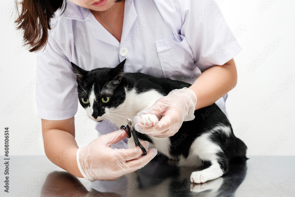Cat's getting a nail trim.Trimming cat's nails Cat's getting a nail trim.Trimming cat's nails