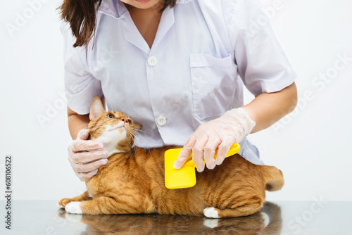 Female veterinarian use combing cat with brush