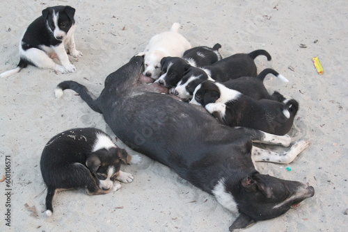 Abandoned puppies drinking mother's breast milk, Homeless dogs drinking milk, Stray dog with puppies surviving
