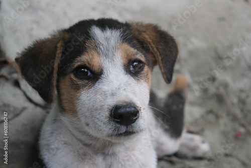 Abandoned puppy sadly lying on in the park, Homeless stray dog starving and sitting lonely