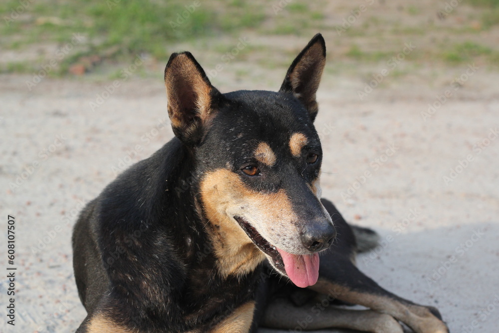 Homeless dog sitting on the roadside, Abandoned dog peacefully waiting for food, stray dog starving at the park Homeless dog sitting on the roadside, Abandoned dog peacefully waiting for food, stray dog starving at the park
