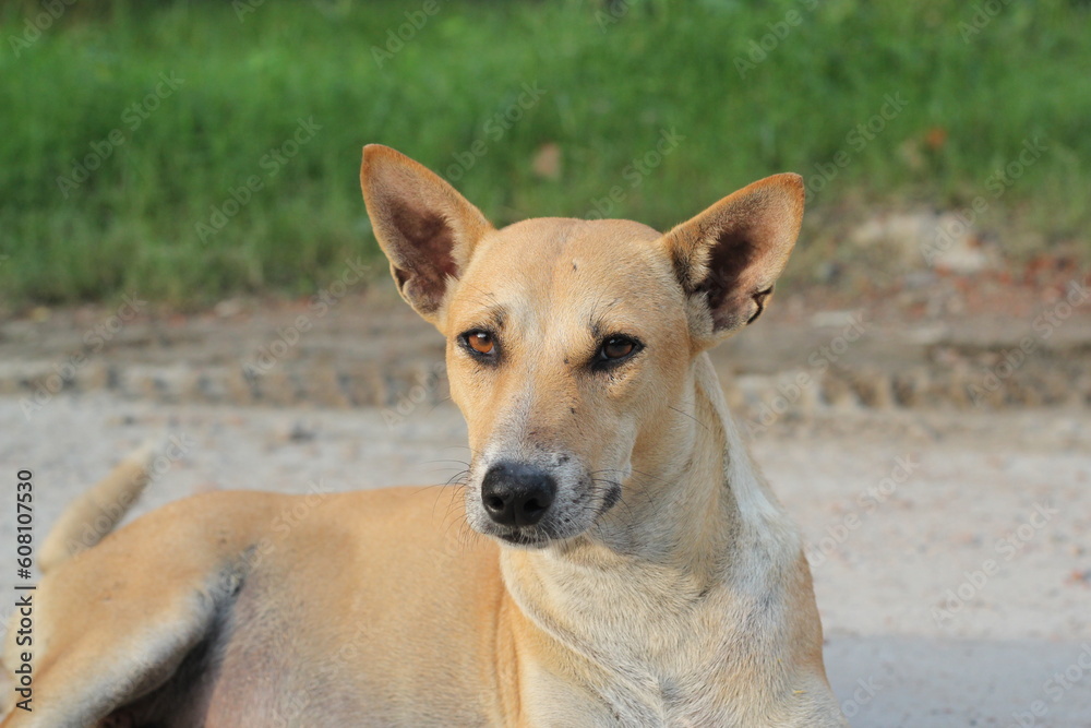 An attractive homeless dog sitting, An abandoned dog staying in the park, Stray dog starving at roadside An attractive homeless dog sitting, An abandoned dog staying in the park, Stray dog starving at roadside