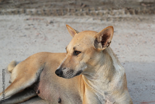 An attractive homeless dog sitting  An abandoned dog staying in the park  Stray dog starving at roadside