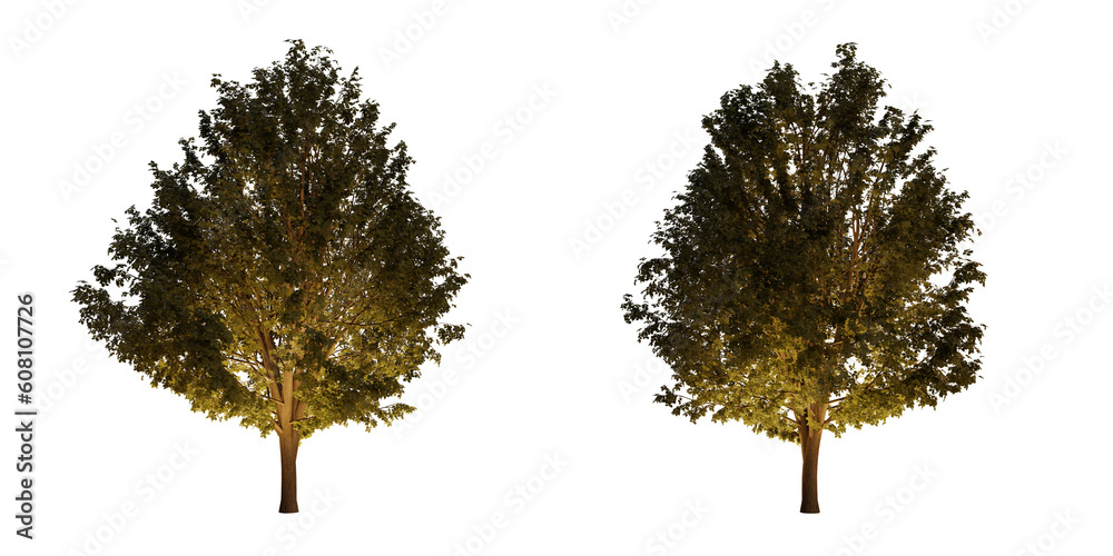 Fototapeta premium isolated, cutout, hires ulmus minor tree night scene with uplight in transparent background, best for parking landscape design, best for night render visualisation, post production and compositing.
