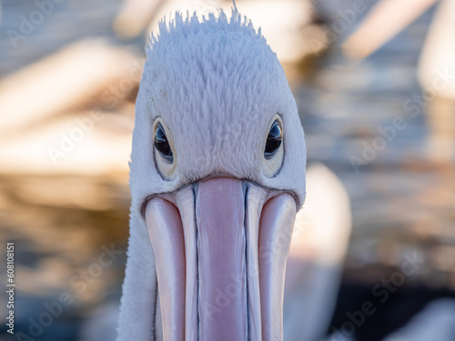 close up of a pelican