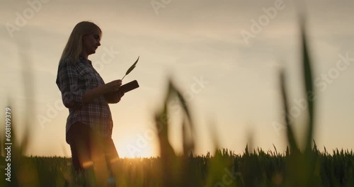 A woman farmer examines the seedlings of wheat. Standing on a field where the sun sets picturesquely photo
