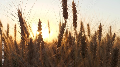 ears golden wheat sunset field. farming  agriculture farm. golden pure wheat field over blue sky summer day morning  landscape wheat summer field sun sky nature  rustic background  lifestyle