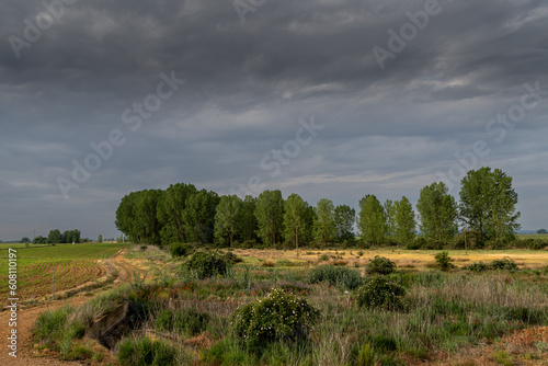 Landscape in spring with agricultural field, meadow and poplar forest in the El Páramo region, León, Spain.