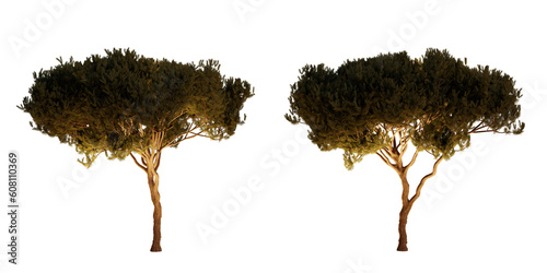 isolated, cutout, hires pinus pinaster tree night scene with uplight in transparent background, best for parking landscape design, best for night render visualisation, post production and compositing.