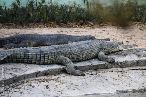The Gharial, also known as gavial or fish-eating crocodile!!