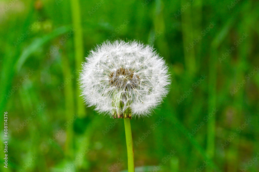 dandelion flower with seeds ready to go with the wind dandelion flower with seeds ready to go with the wind