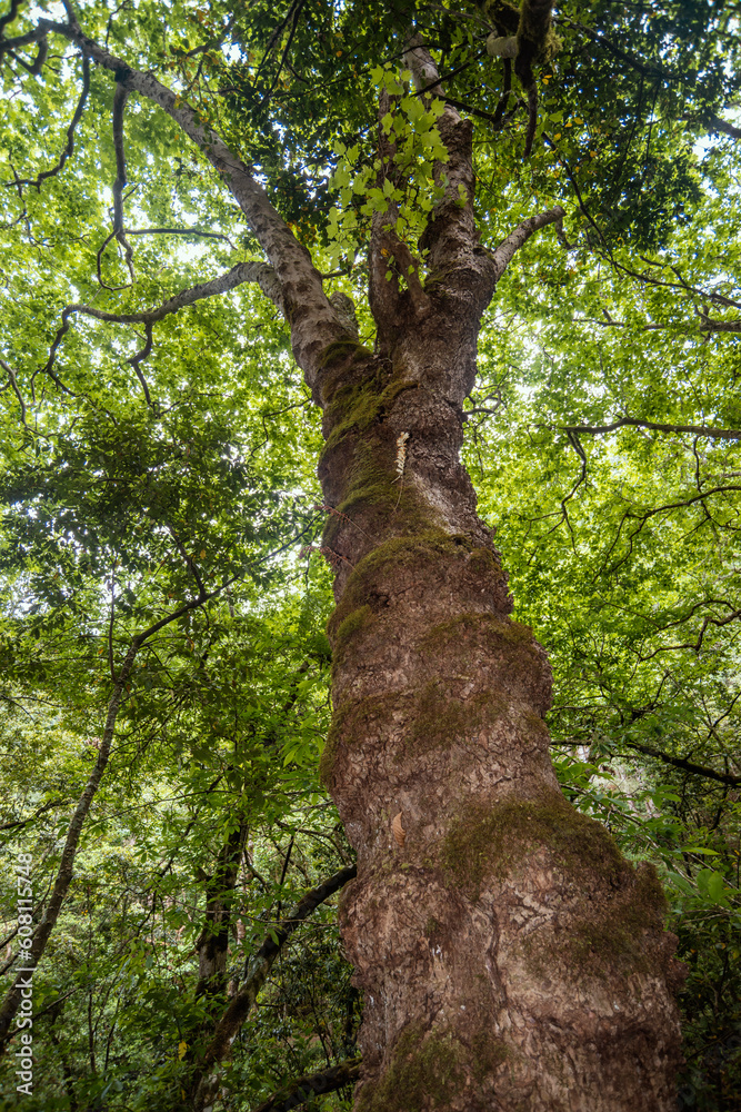 Fototapeta premium giant tree in forest