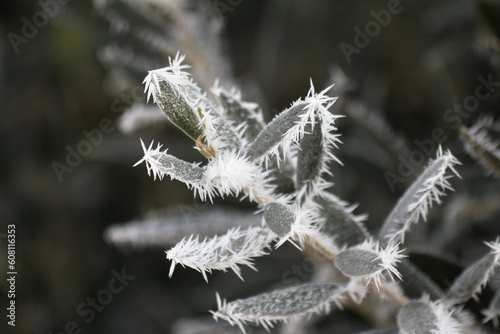 frozen plant © maleaume