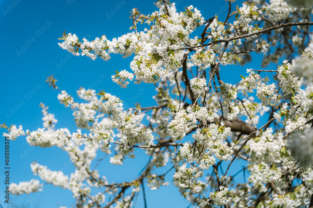 Close-up of flowering trees in spring