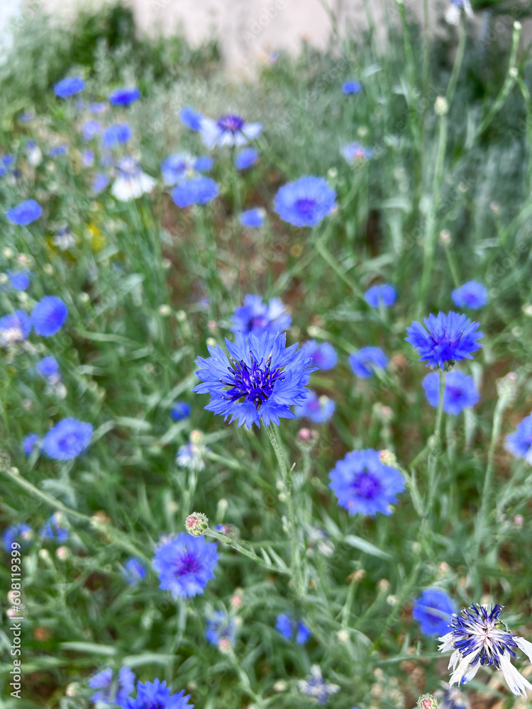 Blue cornflower in the garden. Natural floral background.