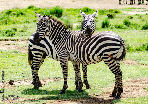 lake nakuru national park zebra