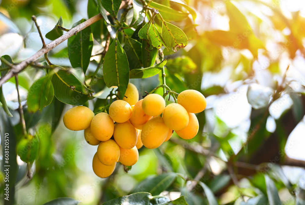 Marian plum fruit in marian plum tree in the garden tropical fruit orchard, Name in Thailand Sweet Yellow Marian Plum Maprang Plango or Mayong chid Marian plum fruit in marian plum tree in the garden tropical fruit orchard, Name in Thailand Sweet Yellow Marian Plum Maprang Plango or Mayong chid