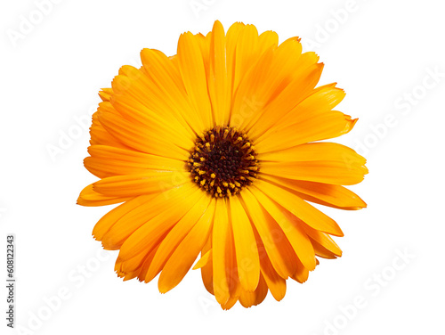 Top view of macro orange flower named osteospermum orange african daisy, Calendula. Marigold flower isolated on background