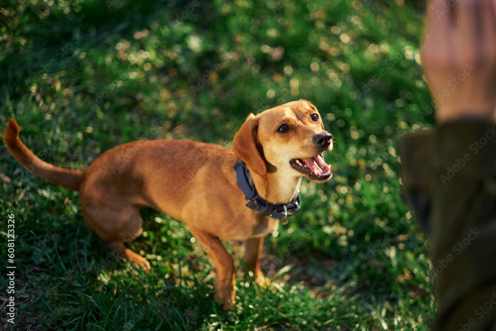 Beautiful ginger dog sitting in the garden at the sunset looking aside . Green grass, summer conceptHigh quality photo Beautiful ginger dog sitting in the garden at the sunset looking aside . Green grass, summer conceptHigh quality photo