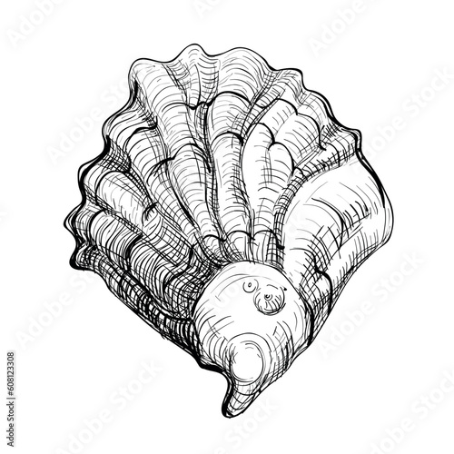 Black and white illustration of oysters isolated on a white background. Vector graphics of shellfish.