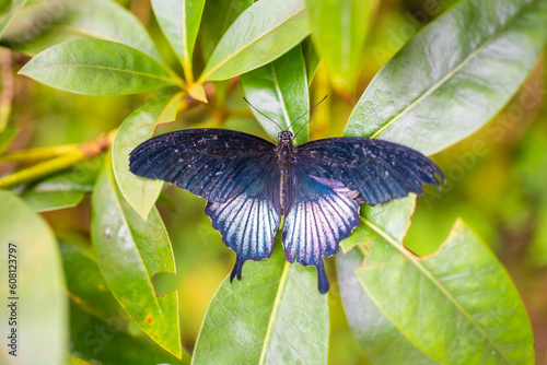 Beautiful butterfly in tropical forest of Botanic Garden in Prague, Europe photo