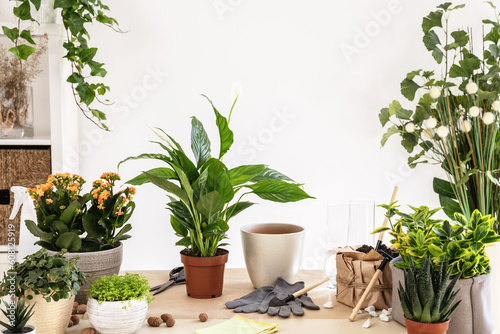 Fototapeta Naklejka Na Ścianę i Meble -  Repotting plants at home. Spathiphyllum, white peace lily, pot, gloves, Hydroponic Clay Pebbles, gardening tools on table in room. Potting, transplanting houseplants indoor tutorial. spring waking up