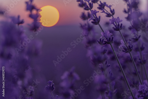 Lavender flower background. Violet lavender field sanset close up. Lavender flowers in pastel colors at blur background. Nature background with lavender in the field.