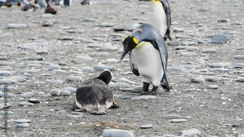 King Penguins and Gentoo Penguin on the beach at Salisbury Plane in South Georgia photo