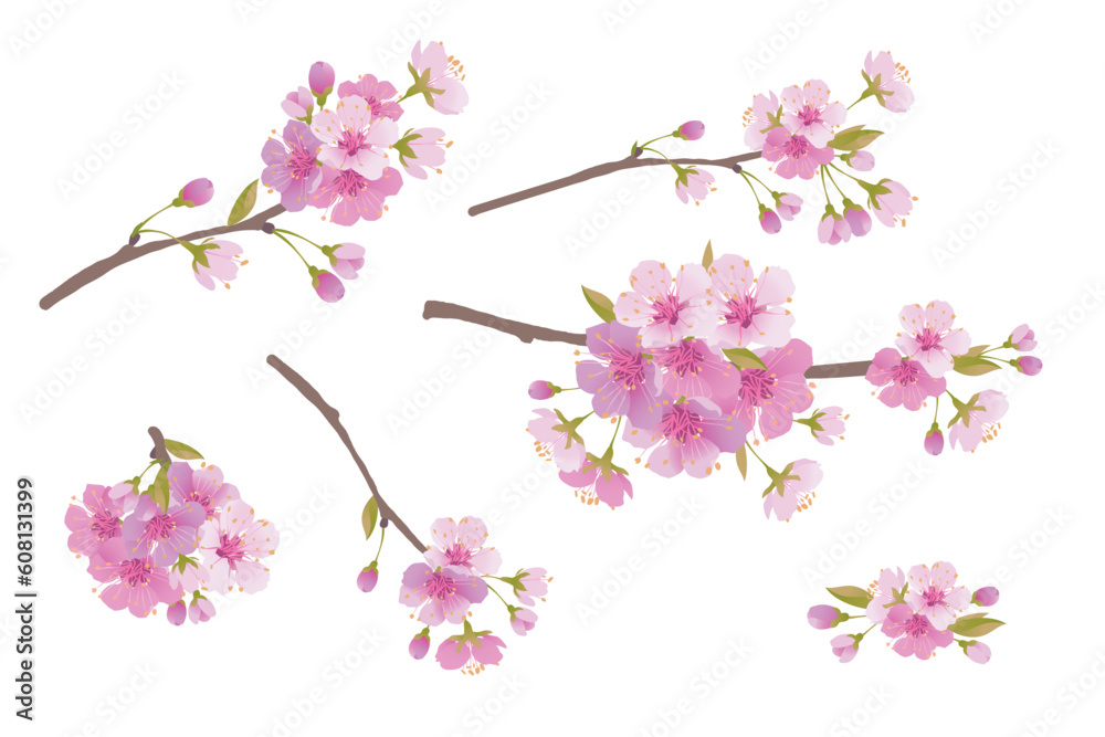 Sakura branches isolated on a white background. Realistic graphics of pink cherry blossoms. Vector illustration for greeting banners and invitations for Valentine's Day. Mother's Day greeting card.