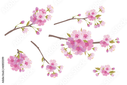 Sakura branches isolated on a white background. Realistic graphics of pink cherry blossoms. Vector illustration for greeting banners and invitations for Valentine s Day. Mother s Day greeting card.