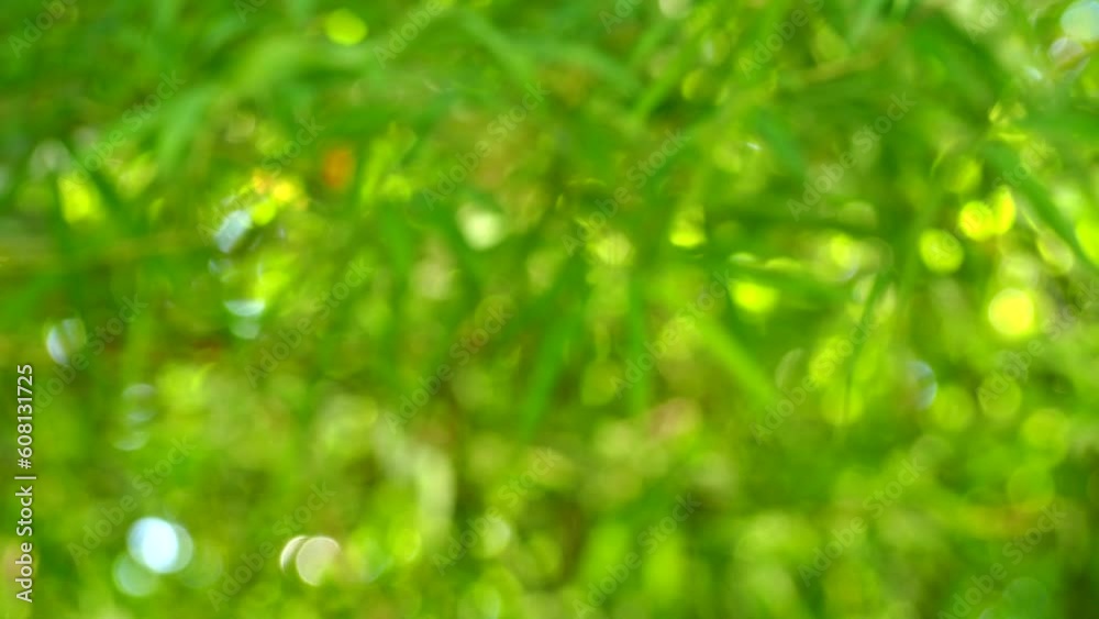 Blurred tree leaves with sunlight , out door Chiangmai Thailand Blurred tree leaves with sunlight , out door Chiangmai Thailand
