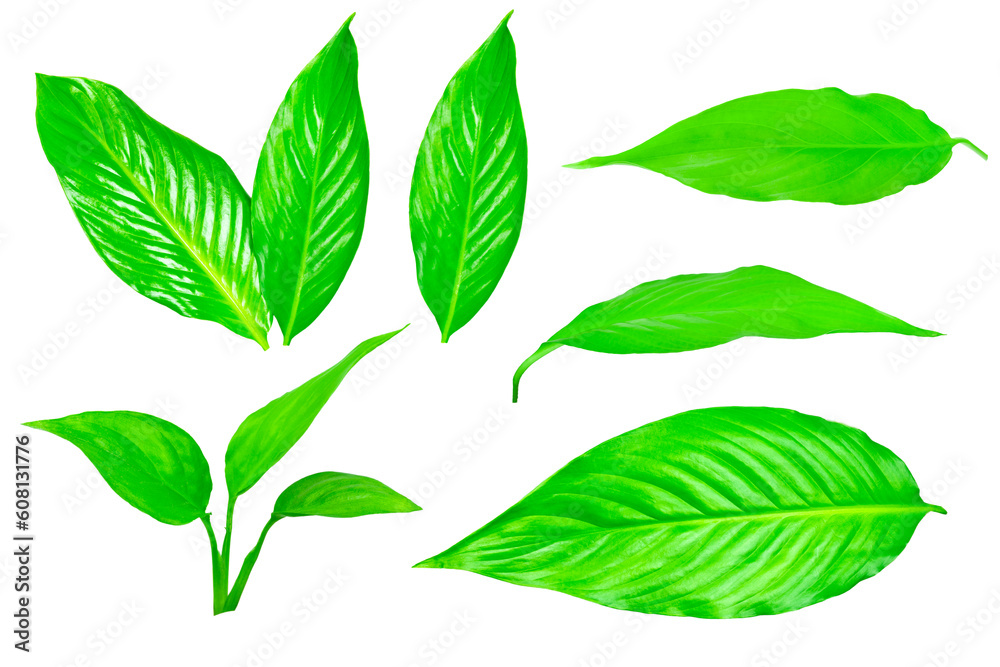 set of green leaves isolated from background, ready to use in collage set of green leaves isolated from background, ready to use in collage