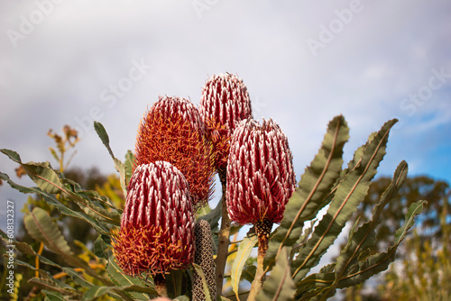 Red banksia flower against sky photo