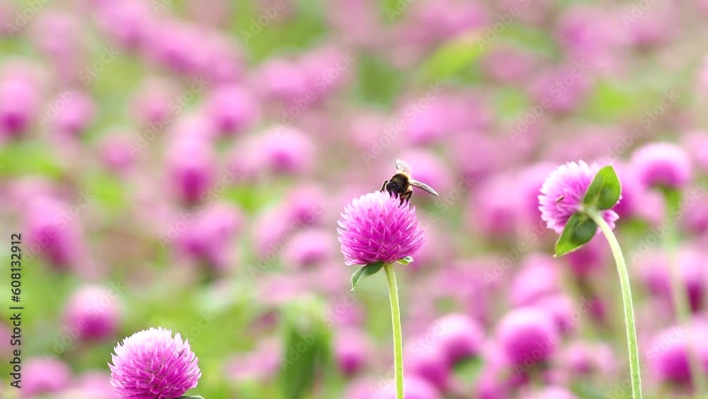 Globe amaranth flowers in the garden, outdoor Chiangmai Thailand. Globe amaranth flowers in the garden, outdoor Chiangmai Thailand.
