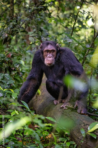 Adult chimpanzee, pan troglodytes, in the tropical rainforest of Kibale National Park, western Uganda. The park conservation programme means that some troupes are habituated for human contact.