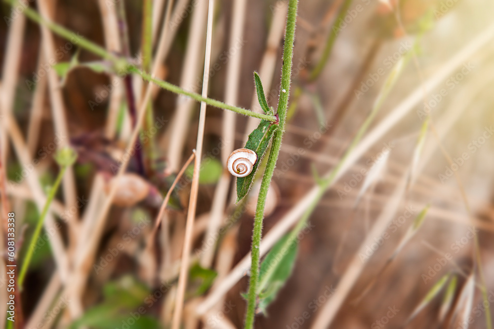 Snail crawling on the grass in the garden. Shallow depth of field. Close-up, macro, natural background with copy space, selective focus Snail crawling on the grass in the garden. Shallow depth of field. Close-up, macro, natural background with copy space, selective focus