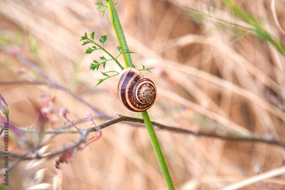 Snail crawling on the grass in the garden. Shallow depth of field. Close-up, macro, natural background with copy space Snail crawling on the grass in the garden. Shallow depth of field. Close-up, macro, natural background with copy space