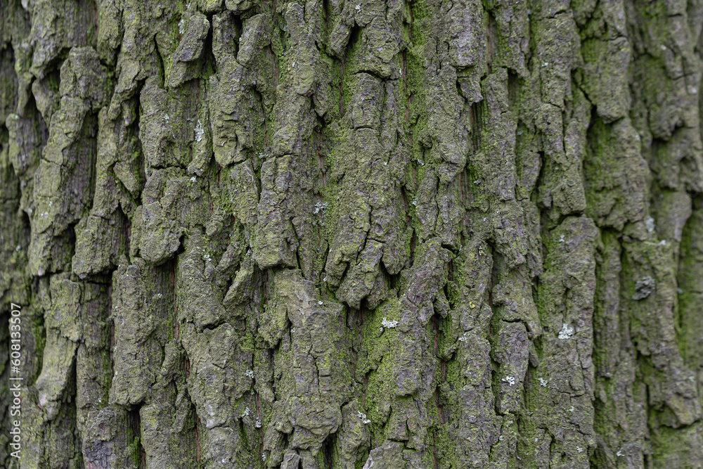 Natural texture of tree bark. Old tree trunk close-up. Natural wood background with bark patterns.