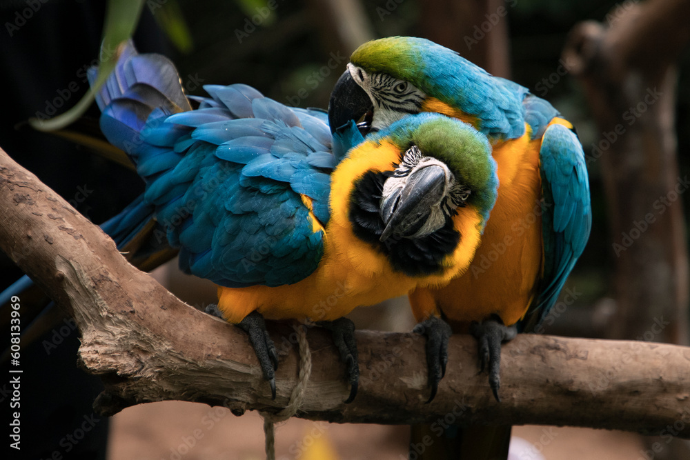 Parrots in the ornithological park of Foz Do Iguacu