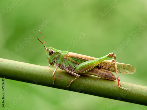 Green grasshopper. Puissant's Green-winged Grasshopper. Aiolopus puissanti photo