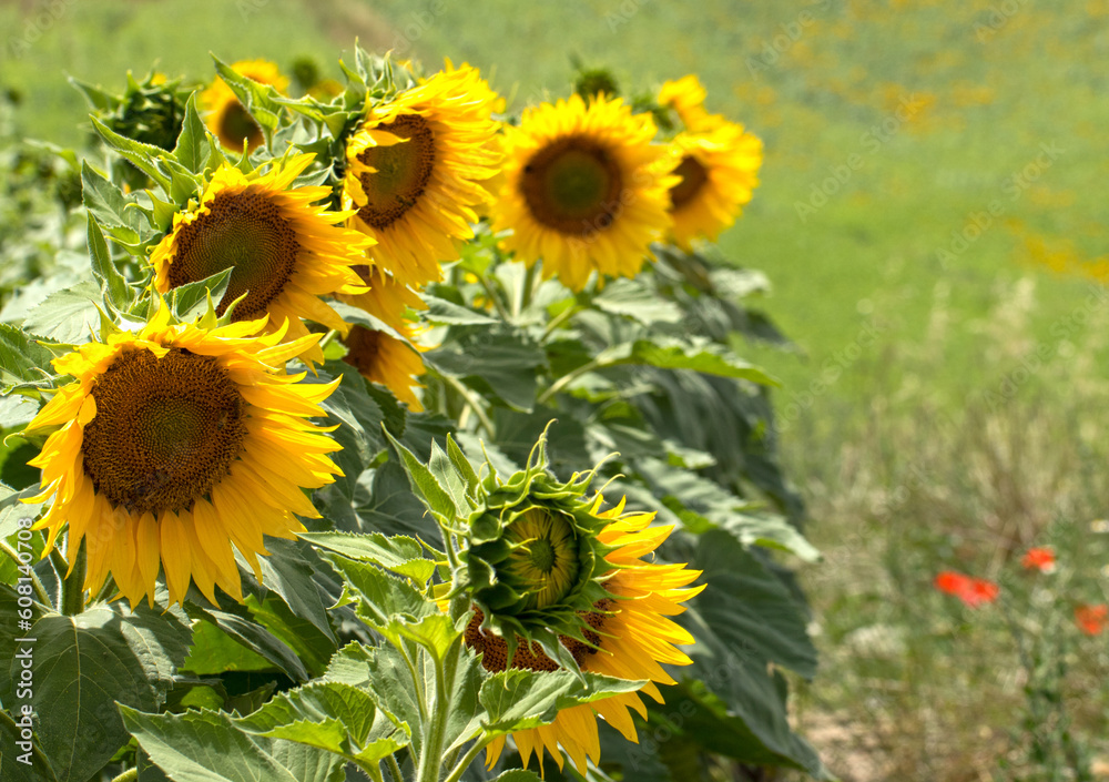 Fototapeta premium Sunflower heads in a field in a summer day