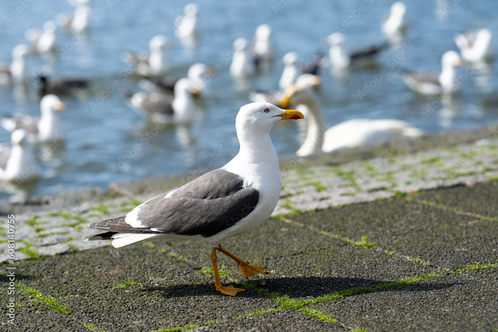 Obraz premium Lesser black backed gull with friends in the city of reykjavik, iceland