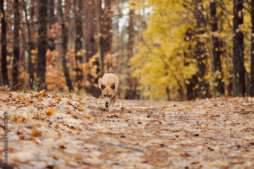 Little red dog running in forest sniffing its way. Beautiful domestic dog in fall forest