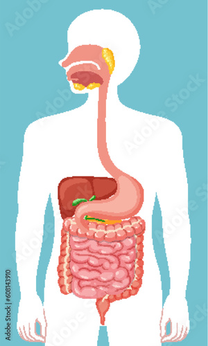 Human medical digestive system