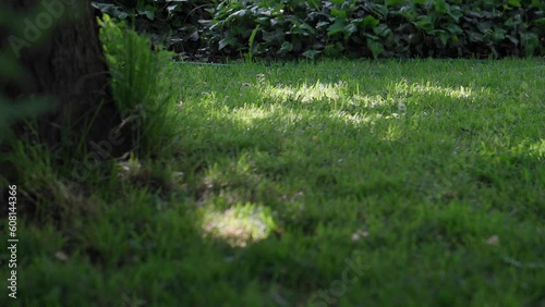 Titmouse bird looking for food in grass