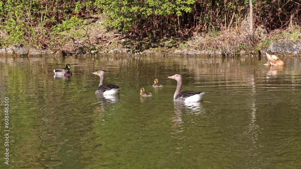 Family of greylag geese with small babies. The greylag goose, Anser anser is a large goose species of the waterfowl family Anatidae Family of greylag geese with small babies. The greylag goose, Anser anser is a large goose species of the waterfowl family Anatidae